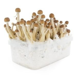 Mexican mushroom cultivation kit for sale online Australia
