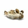 Melmac Magic Mushrooms For Sale in Australia
