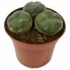 Peyote Cactus 3 Heads For Sale Online Australia