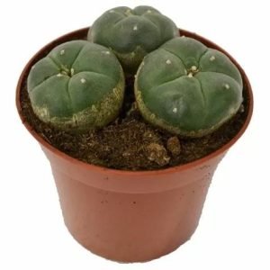 Peyote Cactus 3 Heads For Sale Online Australia