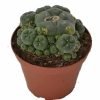 Peyote Cluster Lophophora Williamsii For Sale Online Australia