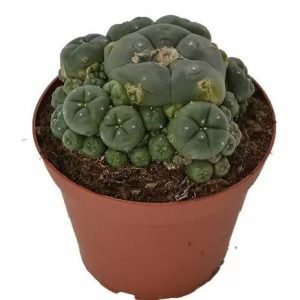 Peyote Cluster Lophophora Williamsii For Sale Online Australia