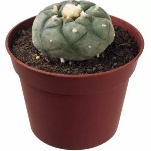 Peyote Lophophora Williamsii For Sale in Australia