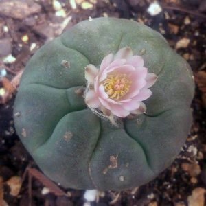 buy peyote seeds in australia online