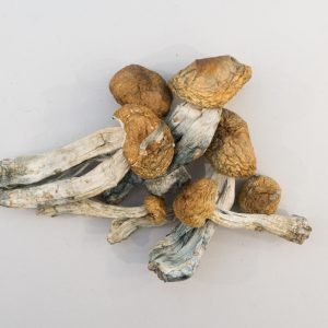 BUY Big Mex Mushroom IN AUSTRALIA
