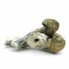 Buy Thrasher Magic Mushrooms online in Australia
