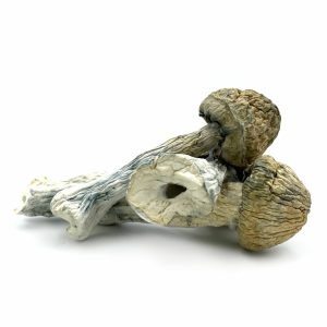 Thrasher Magic Mushrooms