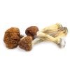 Buy Vietnamese Magic Mushrooms In Australia