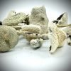 White Teacher Magic Mushrooms For Sale In Australia
