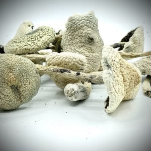White Teacher Magic Mushrooms For Sale In Australia