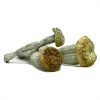 Yeti Magic Mushrooms For Sale In Australia