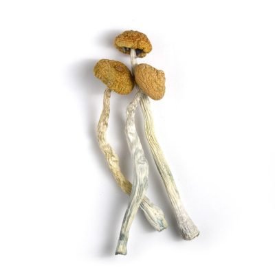 Malabar Coast Magic Mushrooms 