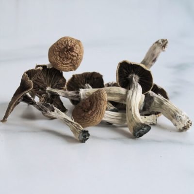 Mazatapec Magic Mushrooms For Sale in Australia