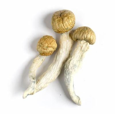 buy Penis Envy Mushroom in Australia Online