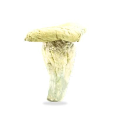 Thrasher Magic Mushrooms For Sale In Australia 