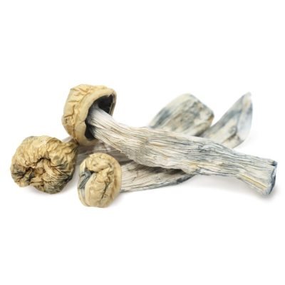Yeti Magic Mushrooms For Sale In Australia