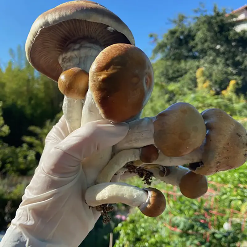 hillbilly mushrooms