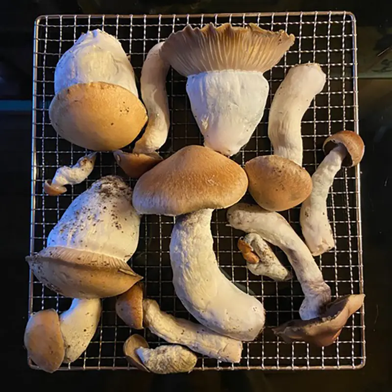 hillbilly mushrooms