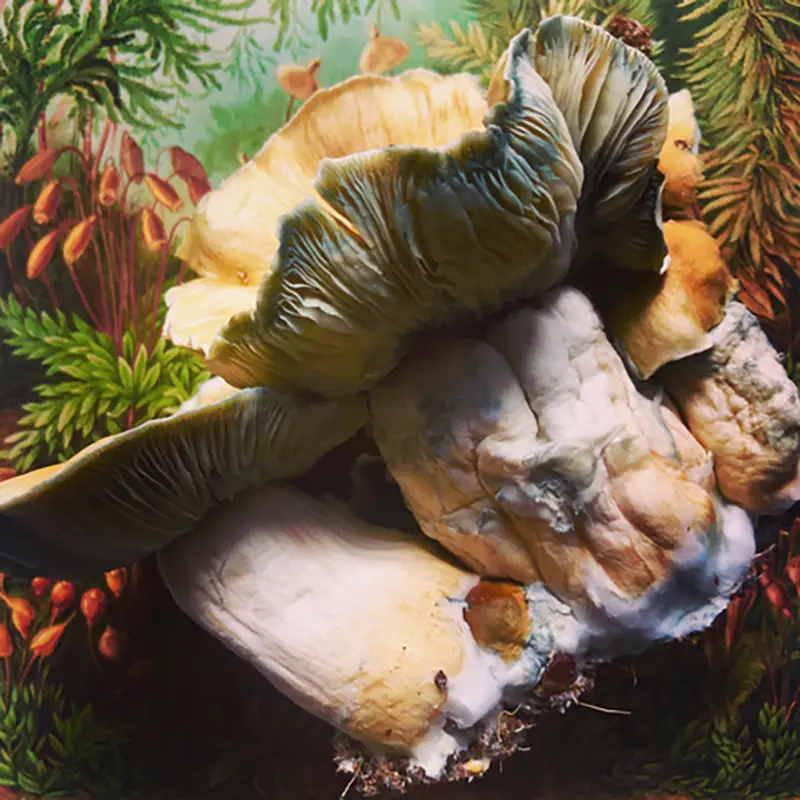 hillbilly mushrooms