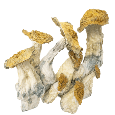 Makilla Gorilla Magic Mushrooms For Sale In Australia